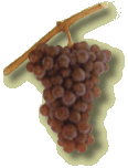 pinot gris.gif (7308 octets)