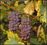 pinot_gris.jpg (18206 octets)